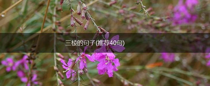 三棱的句子(推荐40句),第1张