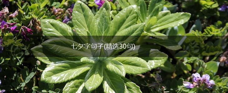 七夕字句子(精选30句),第1张