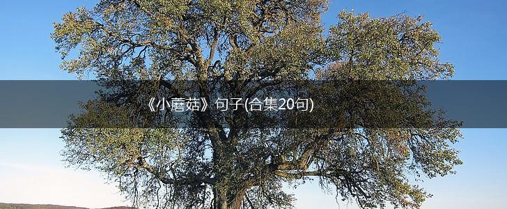 《小蘑菇》句子(合集20句),第1张