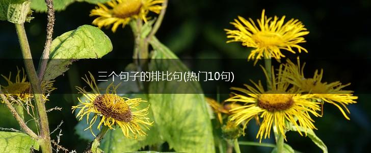 三个句子的排比句(热门10句),第1张