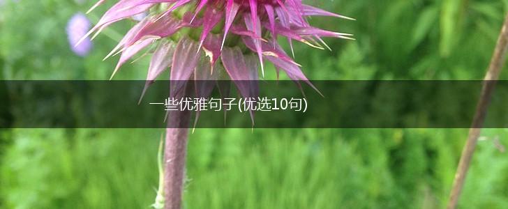 一些优雅句子(优选10句),第1张