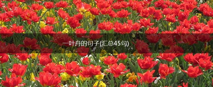 一叶舟的句子(汇总45句),第1张