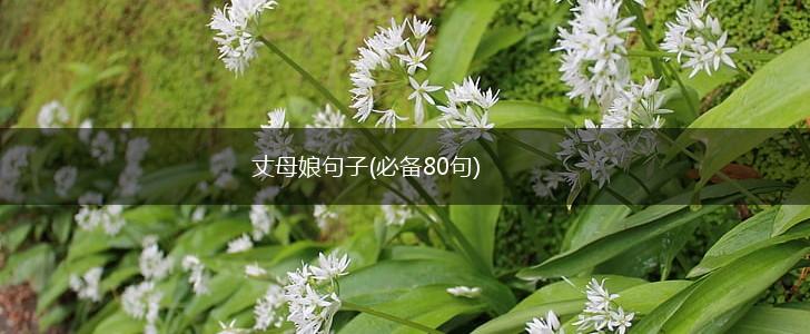 丈母娘句子(必备80句),第1张