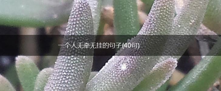 一个人无牵无挂的句子(40句),第1张