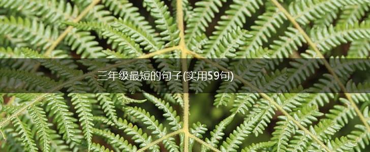 三年级最短的句子(实用59句),第1张