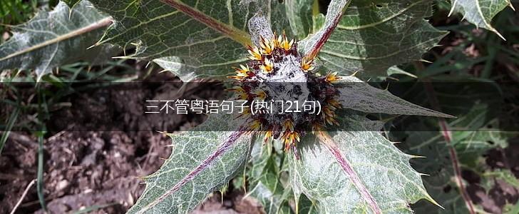 三不管粤语句子(热门21句),第1张