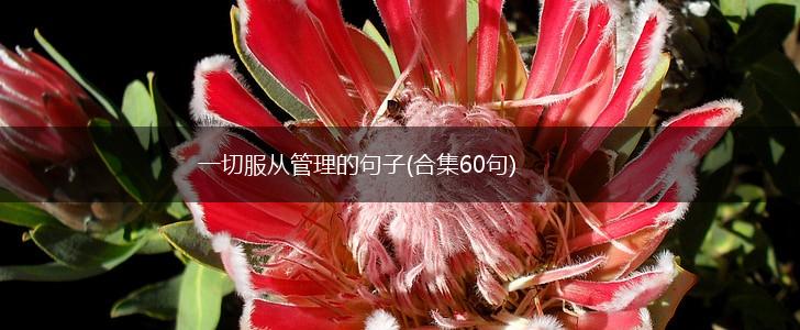 一切服从管理的句子(合集60句),第1张