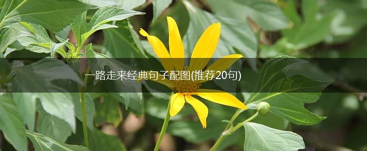 一路走来经典句子配图(推荐20句),第1张
