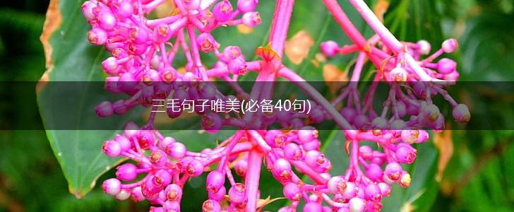 三毛句子唯美(必备40句),第1张