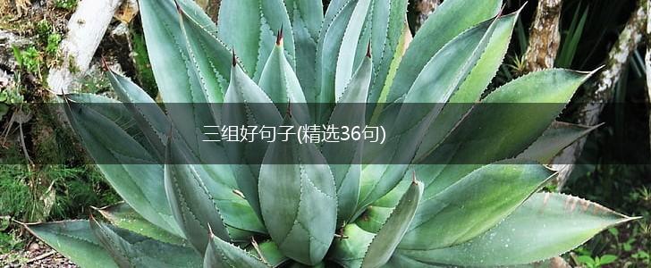 三组好句子(精选36句),第1张