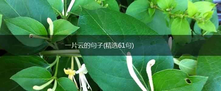 一片云的句子(精选61句),第1张