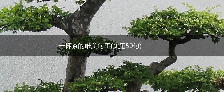 一杯茶的唯美句子(实用50句),第1张