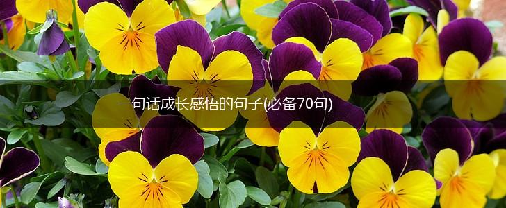 一句话成长感悟的句子(必备70句),第1张