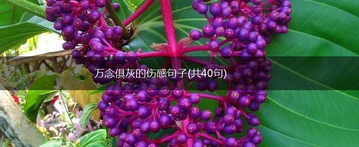 万念俱灰的伤感句子(共40句),第1张