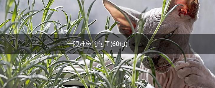 一眼难忘的句子(60句),第1张