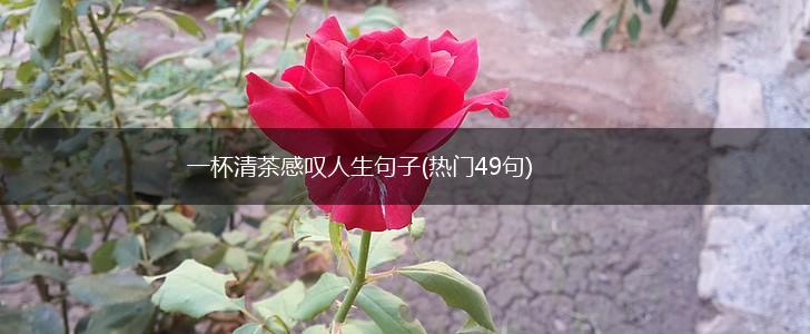 一杯清茶感叹人生句子(热门49句),第1张