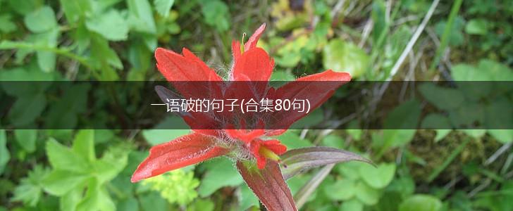 一语破的句子(合集80句),第1张