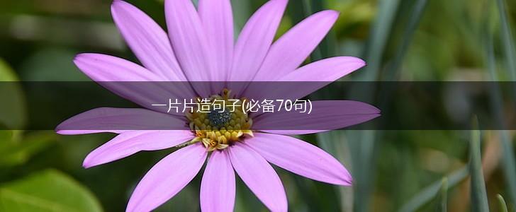 一片片造句子(必备70句),第1张