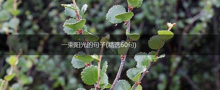 一束阳光的句子(精选60句),第1张