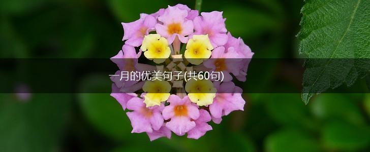 一月的优美句子(共60句),第1张