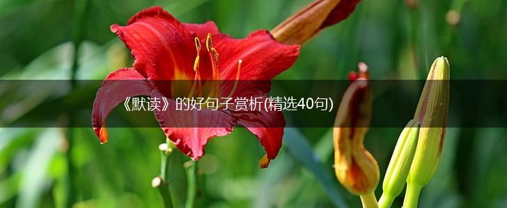 《默读》的好句子赏析(精选40句),第1张