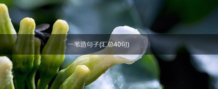 一苇造句子(汇总40句),第1张