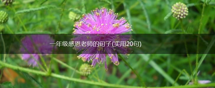一年级感恩老师的句子(实用20句),第1张