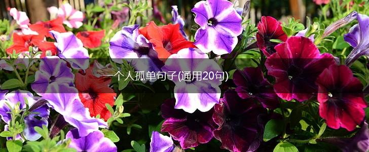 一个人孤单句子(通用20句),第1张