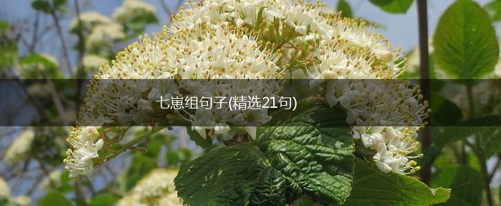 七崽组句子(精选21句),第1张