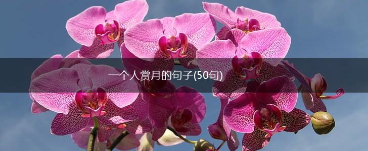一个人赏月的句子(50句),第1张