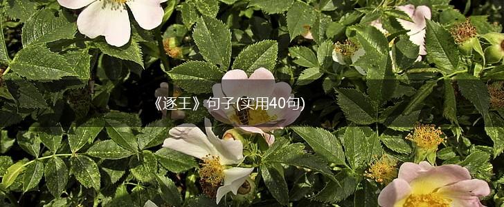 《逐王》句子(实用40句),第1张