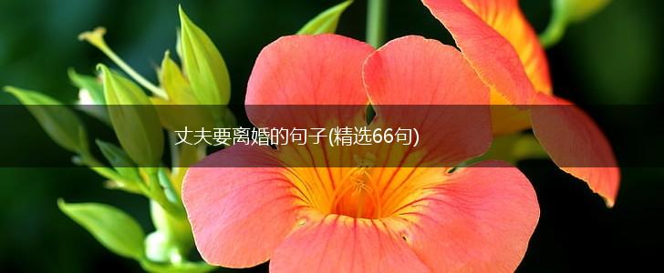 丈夫要离婚的句子(精选66句),第1张