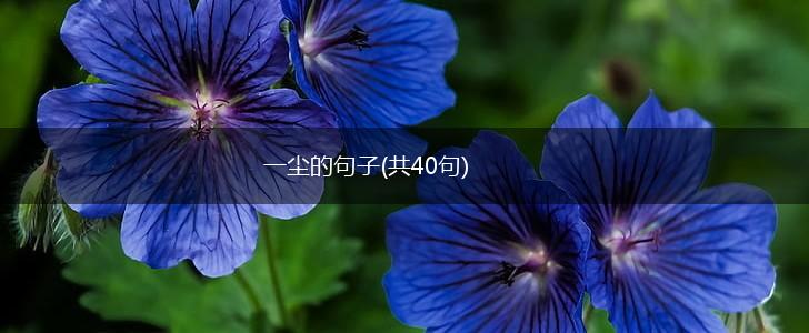 一尘的句子(共40句),第1张