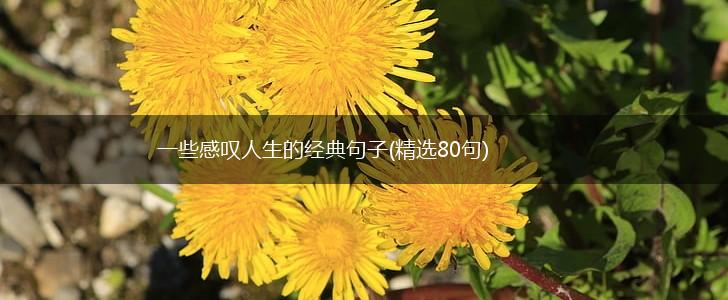 一些感叹人生的经典句子(精选80句),第1张