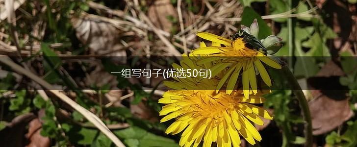 一组写句子(优选50句),第1张