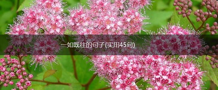 一如既往的句子(实用45句),第1张