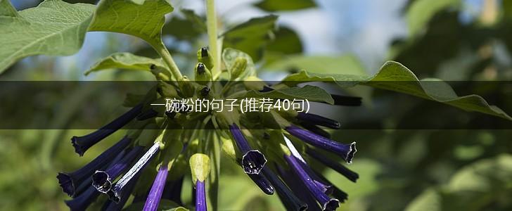 一碗粉的句子(推荐40句),第1张