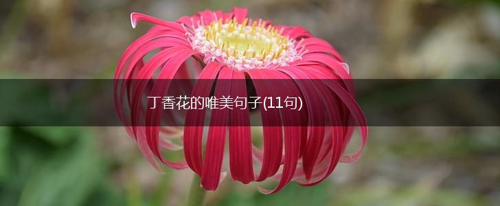 丁香花的唯美句子(11句),第1张