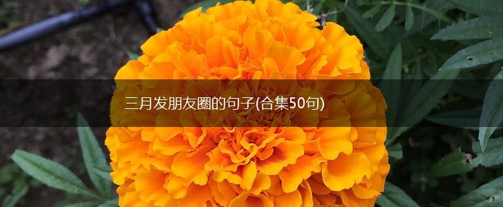 三月发朋友圈的句子(合集50句),第1张