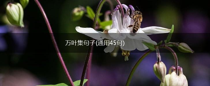 万叶集句子(通用45句),第1张