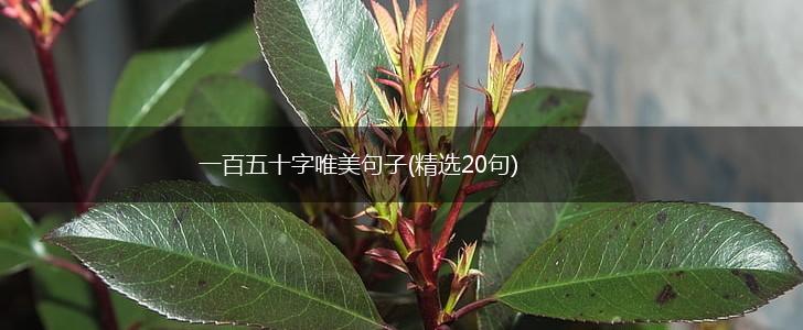一百五十字唯美句子(精选20句),第1张