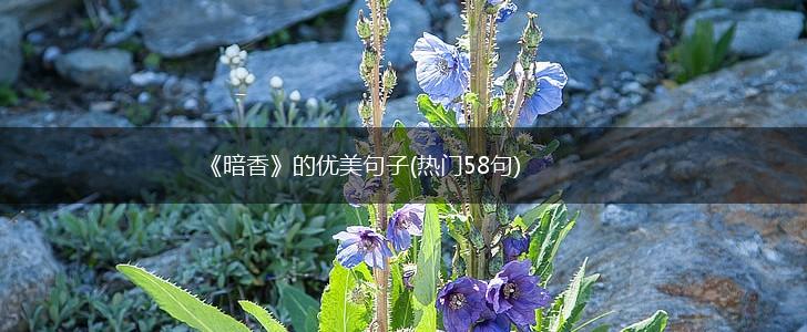 《暗香》的优美句子(热门58句),第1张