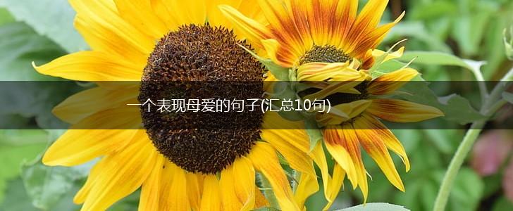 一个表现母爱的句子(汇总10句),第1张