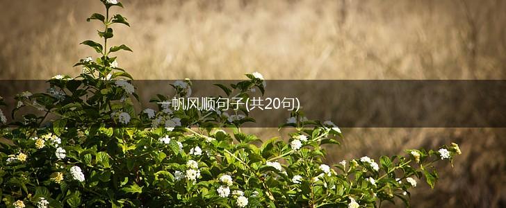 一帆风顺句子(共20句),第1张