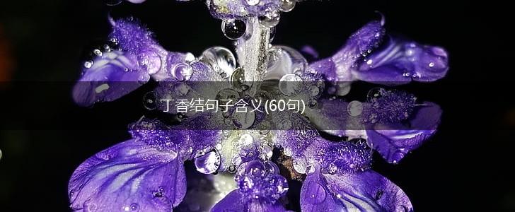 丁香结句子含义(60句),第1张