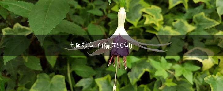 七阿姨句子(精选50句),第1张
