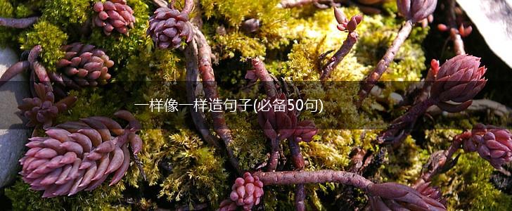 一样像一样造句子(必备50句),第1张
