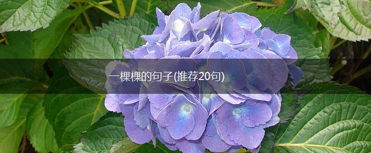 一棵棵的句子(推荐20句),第1张