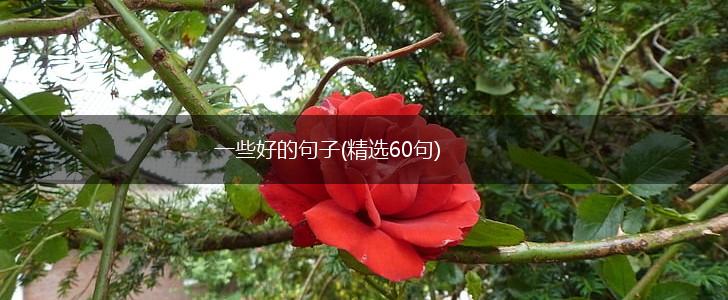 一些好的句子(精选60句),第1张