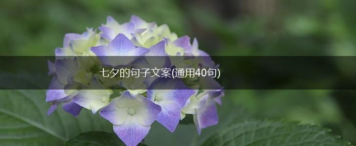 七夕的句子文案(通用40句),第1张